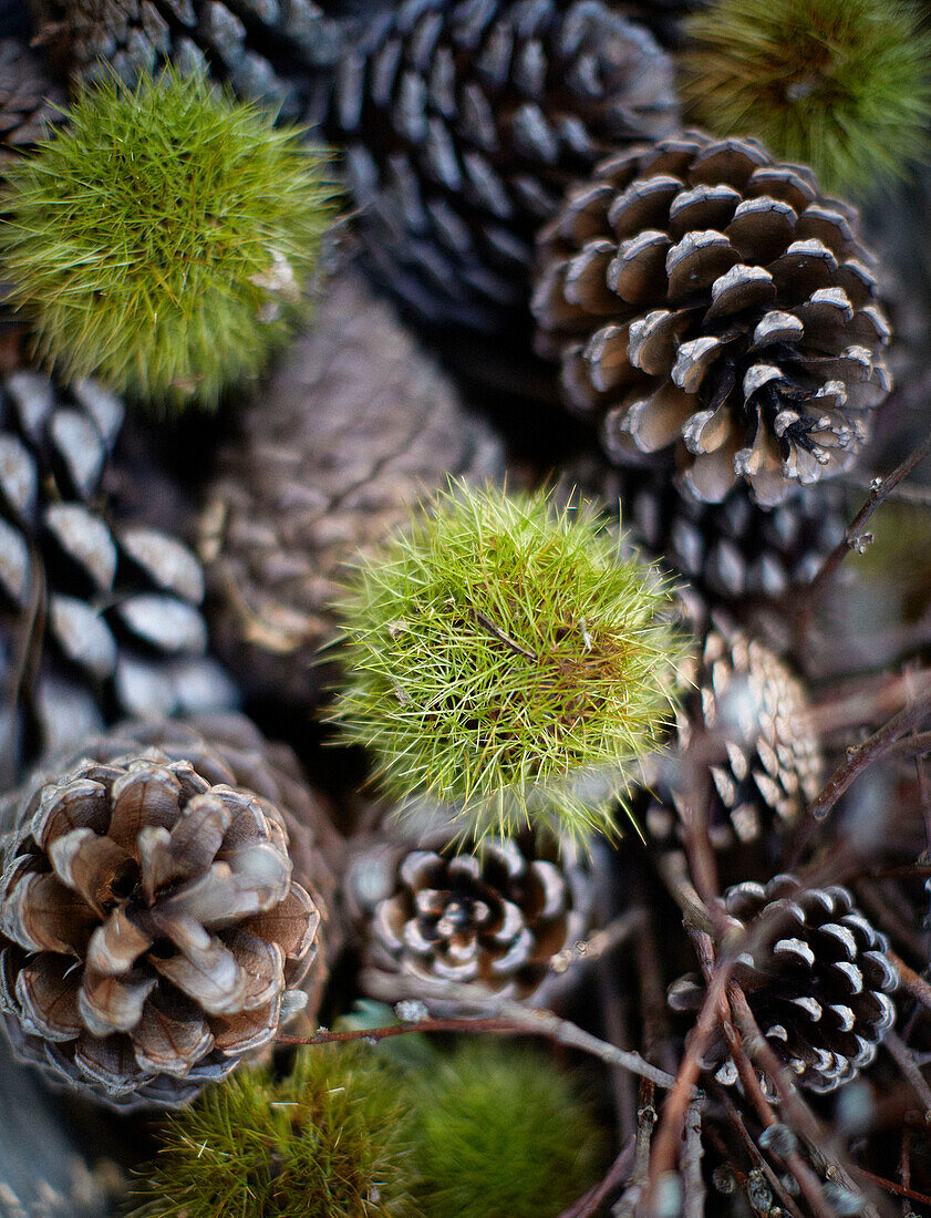 Pine cones in Brittany France