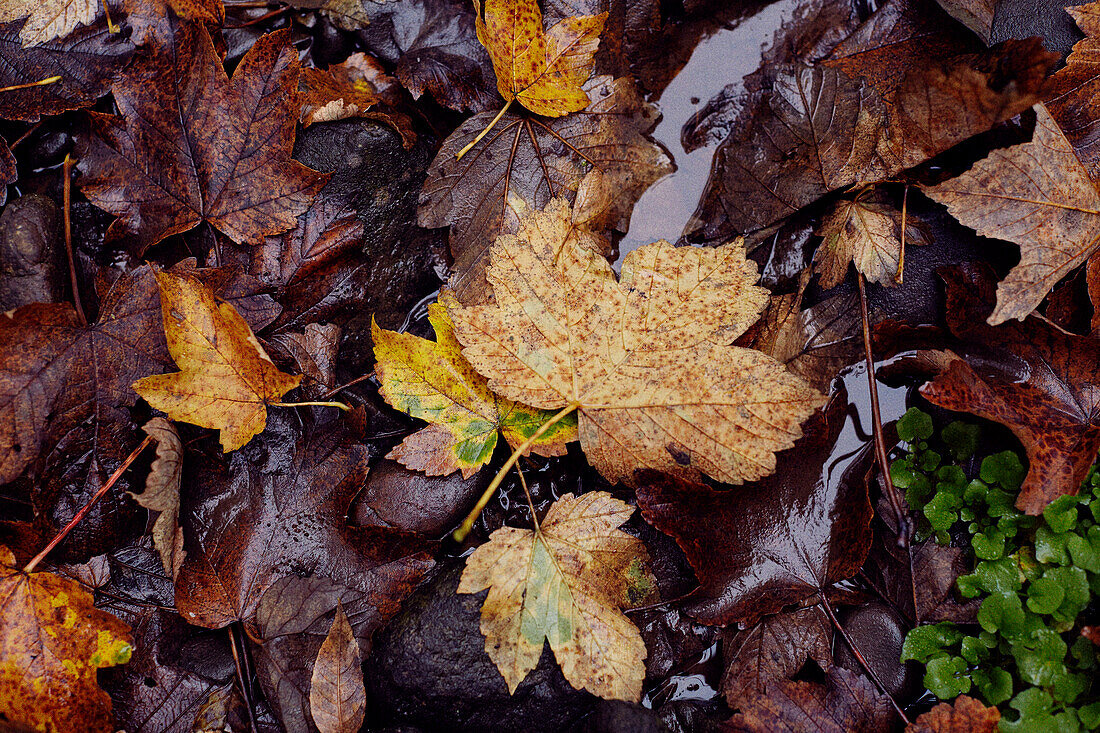 Fallen leaves in Scottish borders UK