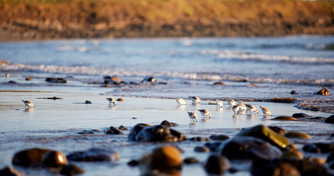 Sandpipers in sand at waters edge in coastal County Sligo in Connacht, Ireland