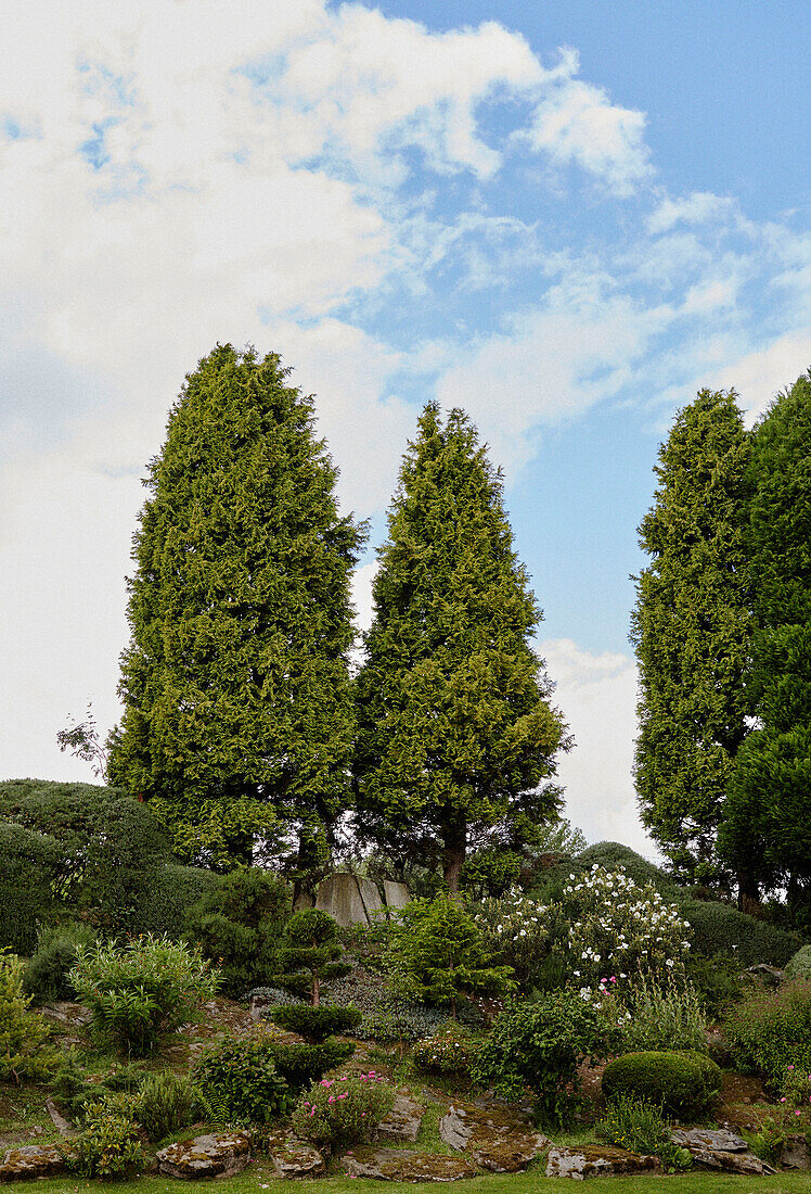 Evergreen trees and rockery in Herefordshire garden, England, UK