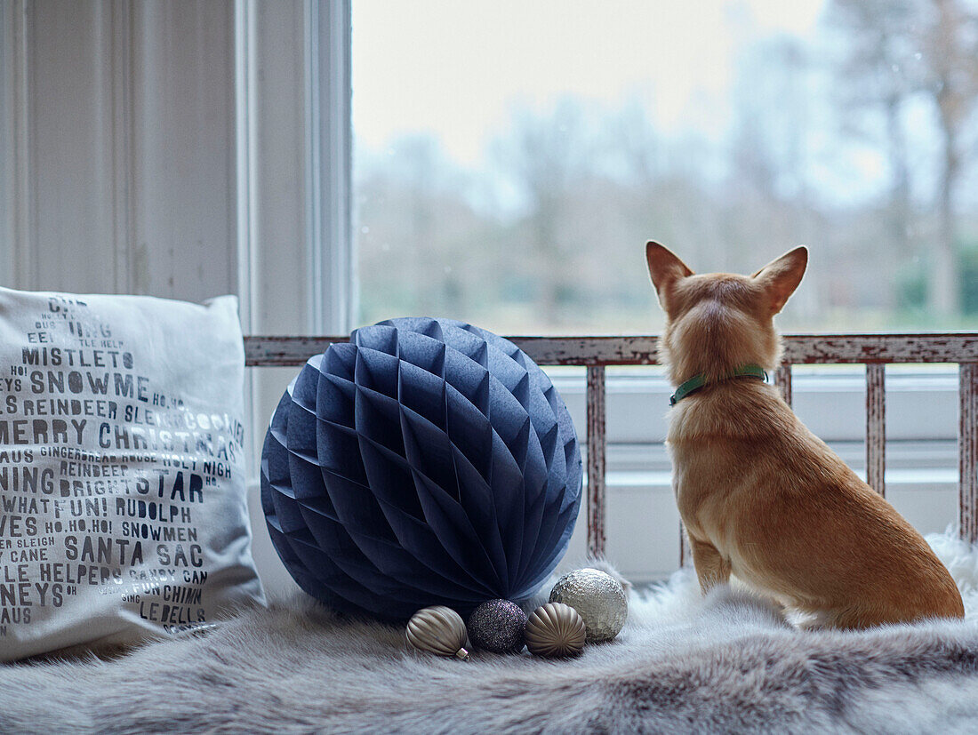 Haushund mit blauer Papierkugel und Kissen am Fenster eines Hauses in East Grinstead, West Sussex, UK