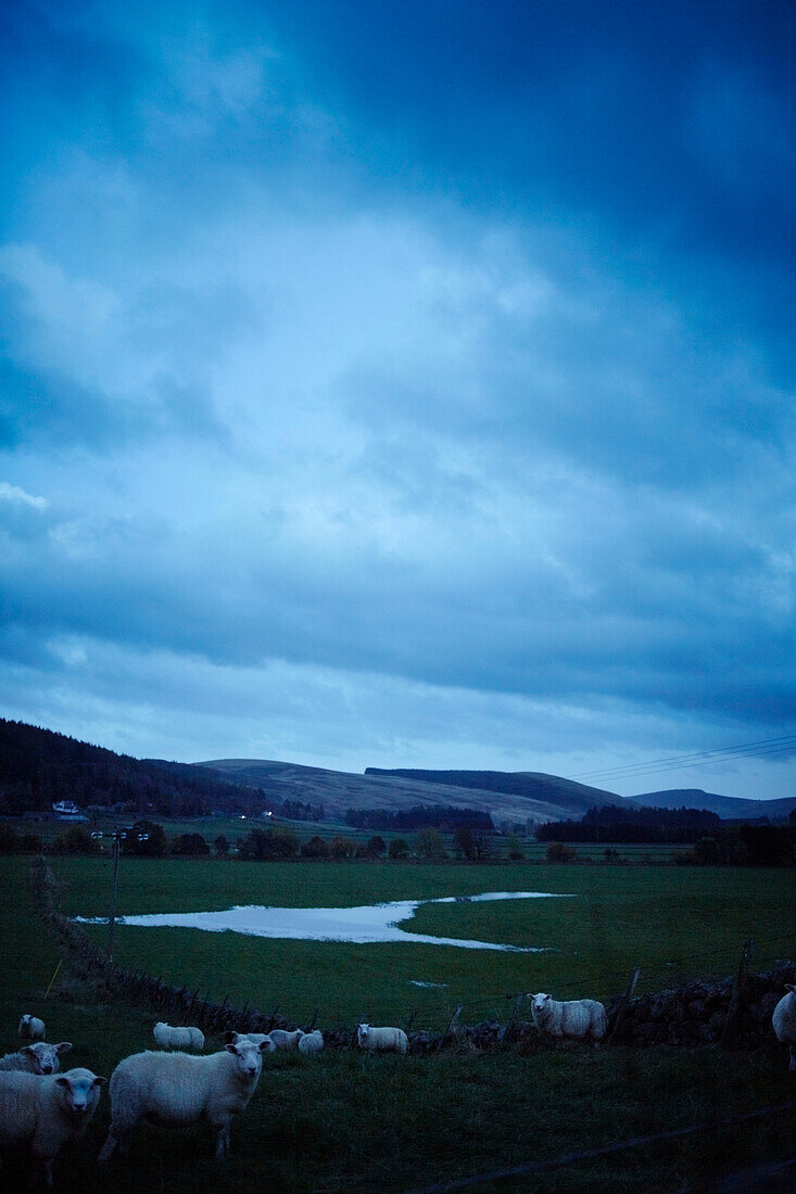 Schottische Schafe auf einem Feld unter bewölktem Himmel, UK