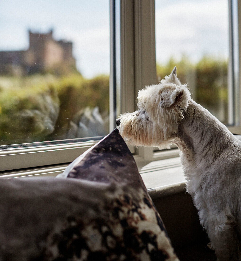 West Highland Terrier looking out of window in coastal Northumbrian home, UK