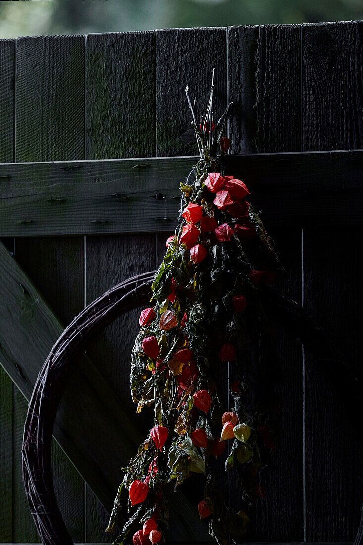 Red flowers hangiing on wooden door in Radnorshire-Herefordshire borders, UK