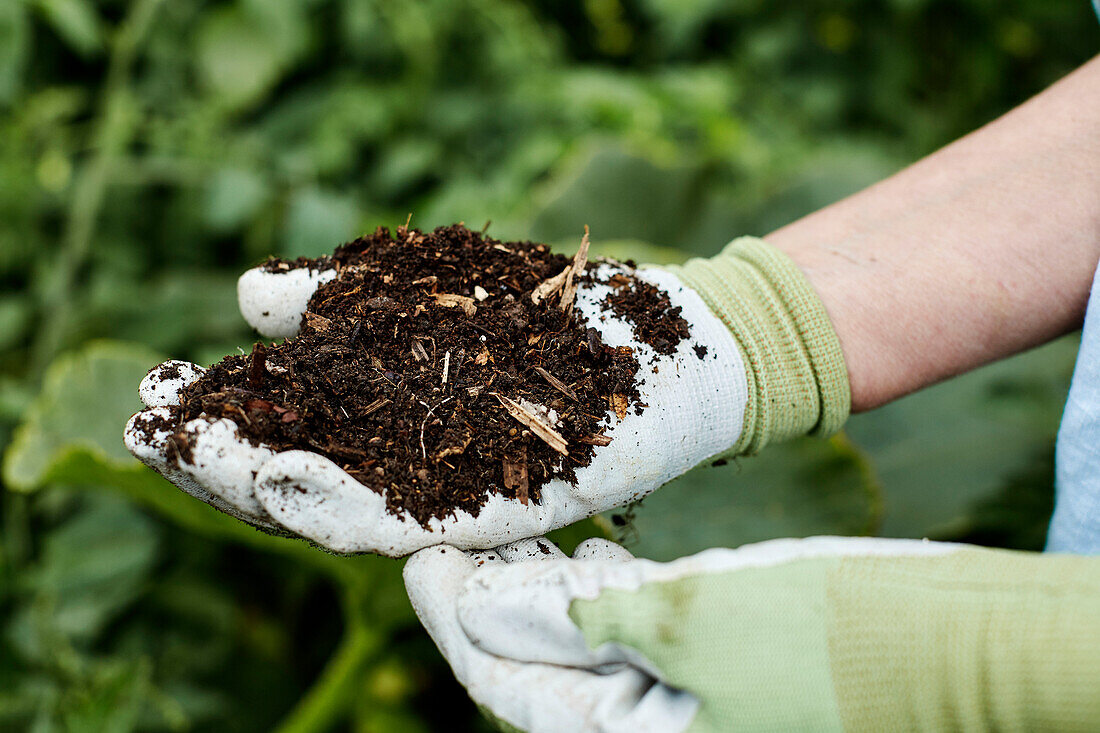Handful of compost and gardening gloves