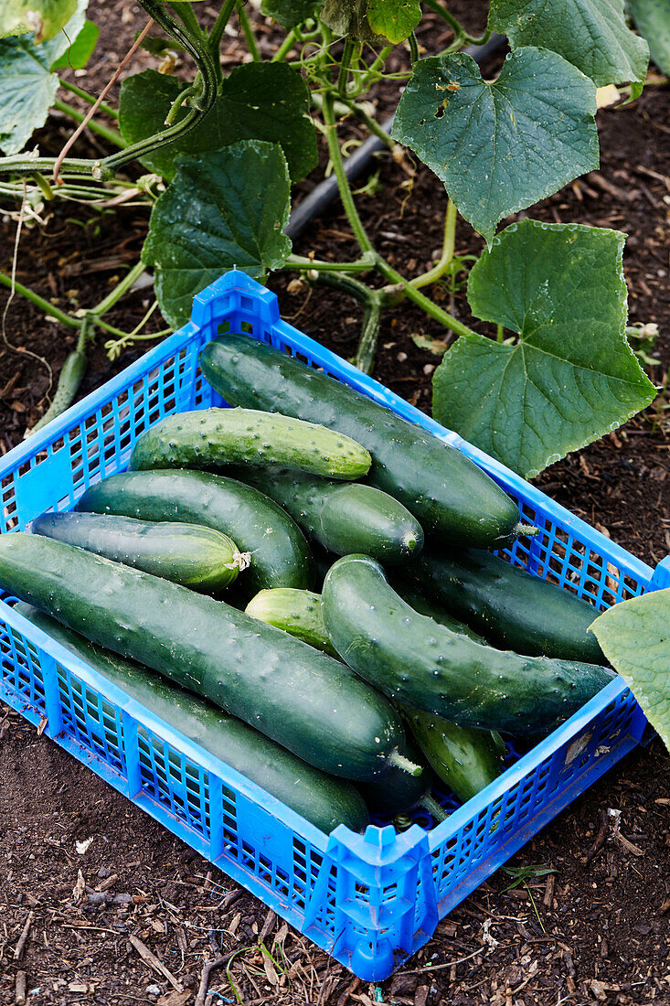 Crate of courgettes at Old Lands kitchen garden Monmouthshire, UK