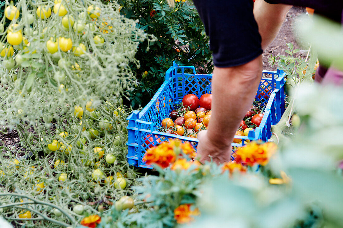 Harvesting tomatoes in crate at Old Lands kitchen garden Monmouthshire, UK