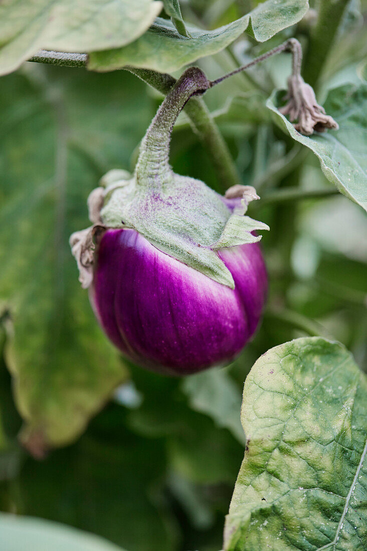 Aubergine im Küchengarten