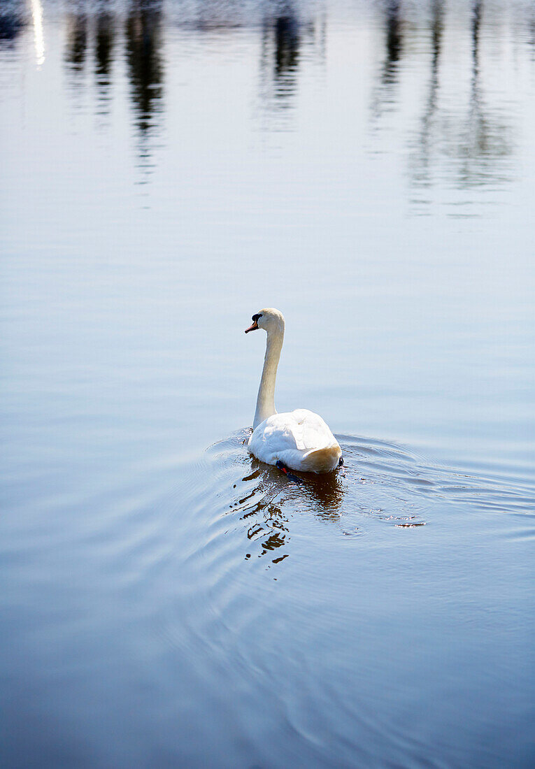 Einzelner Schwan auf dem Fluss Bedford, UK