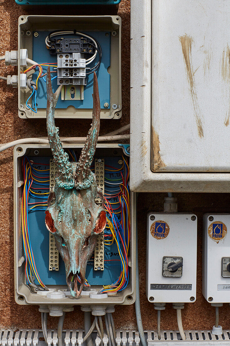 Tierschädel in einem Stromkreiskasten Somerset, UK