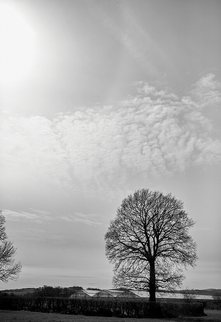 Bare tree against winter sky Somerset, UK