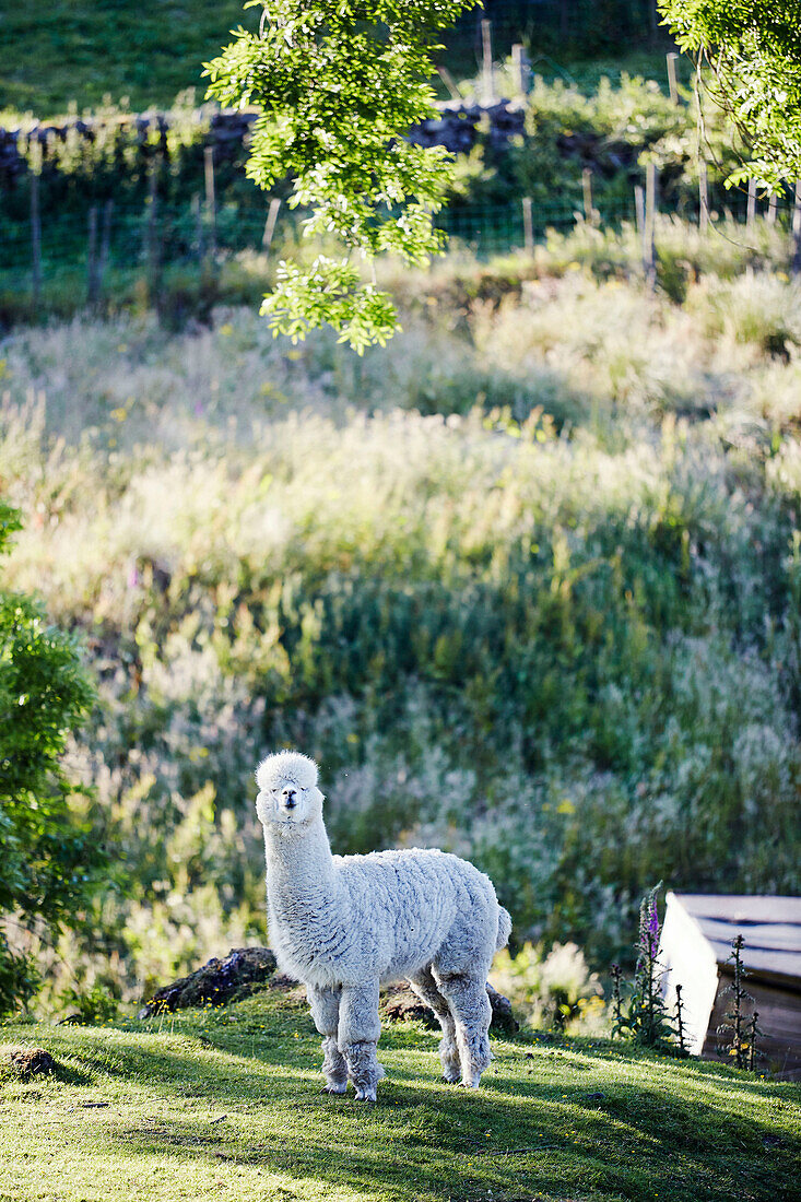 Alpaka auf einem Hügel in der Landschaft von Yorkshire, UK