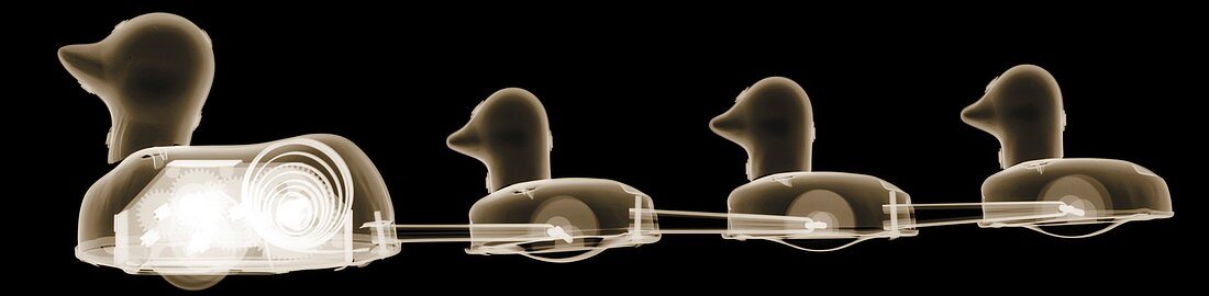 Duck and ducklings, X-ray