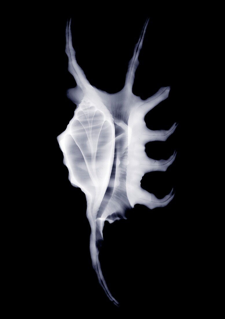 Bubble shell, X-ray