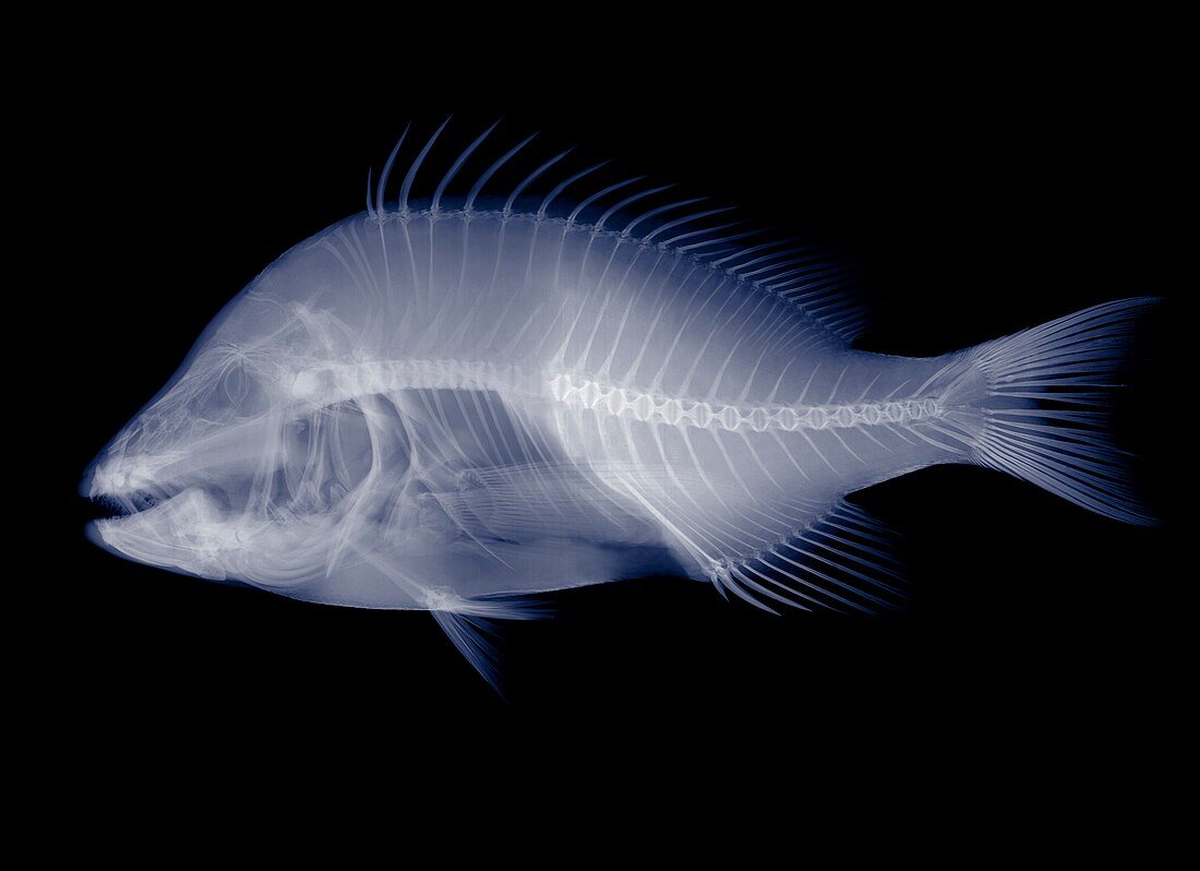Fish, X-ray