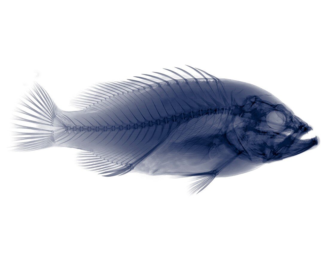 Red snapper, X-ray