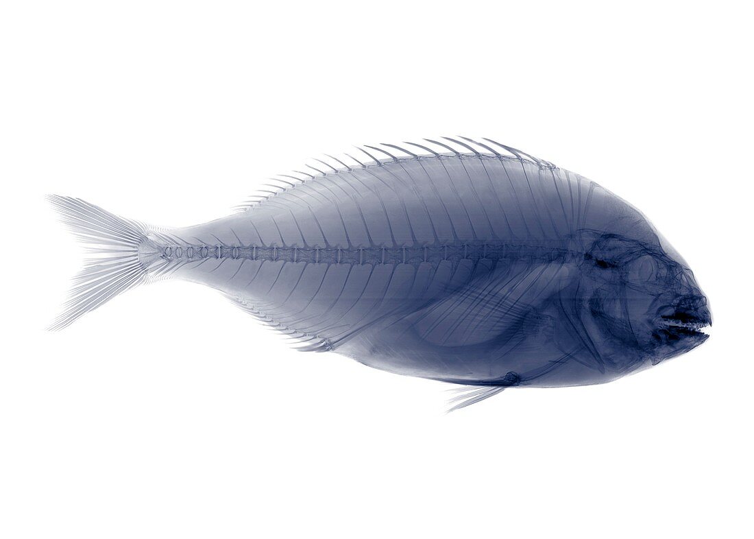 Tilapia fish, X-ray