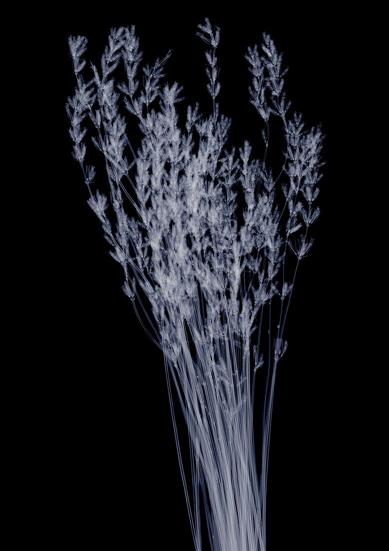 Dried lavender (Lavandula sp.), X-ray