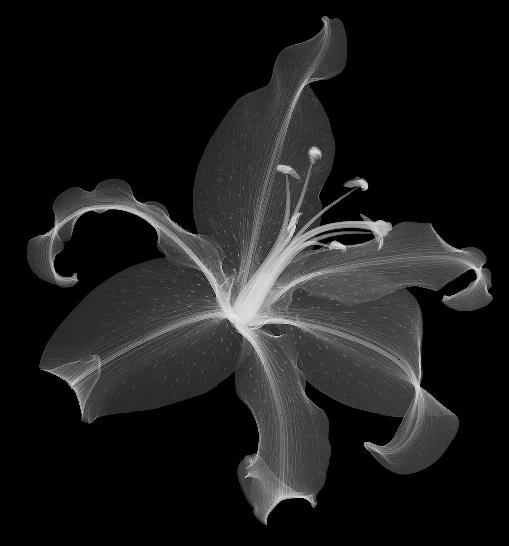Lily head (Lilium sp.), X-ray