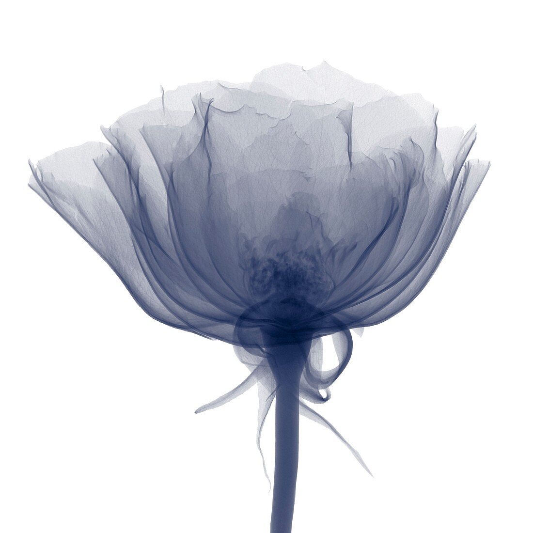 Rose (Rosa sp.), X-ray
