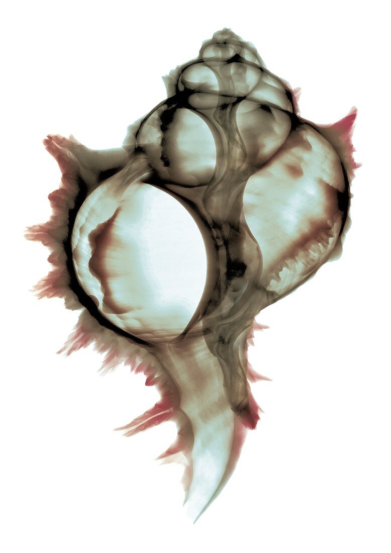 Shell, X-ray