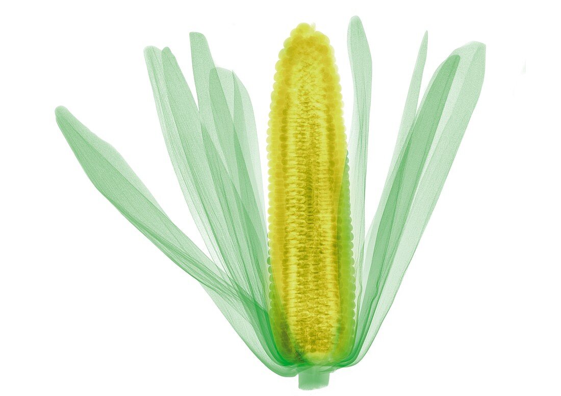 Corn on the cob, X-ray