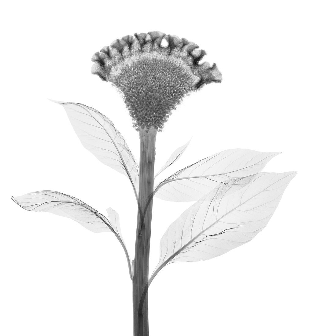 Cockscomb (Celosia cristata), X-ray