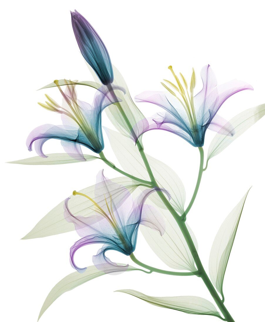 Oriental stargazer lily (Lilium sp.), coloured X-ray