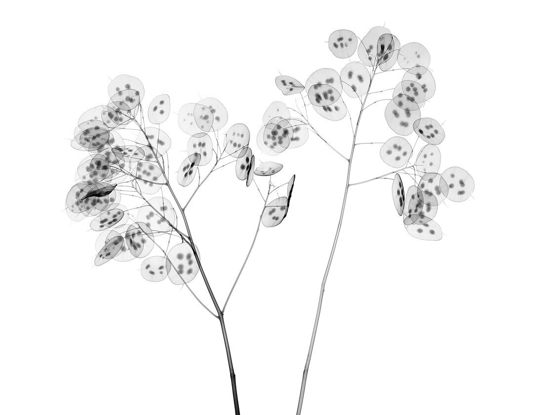 Honesty (Lunaria sp.), X-ray