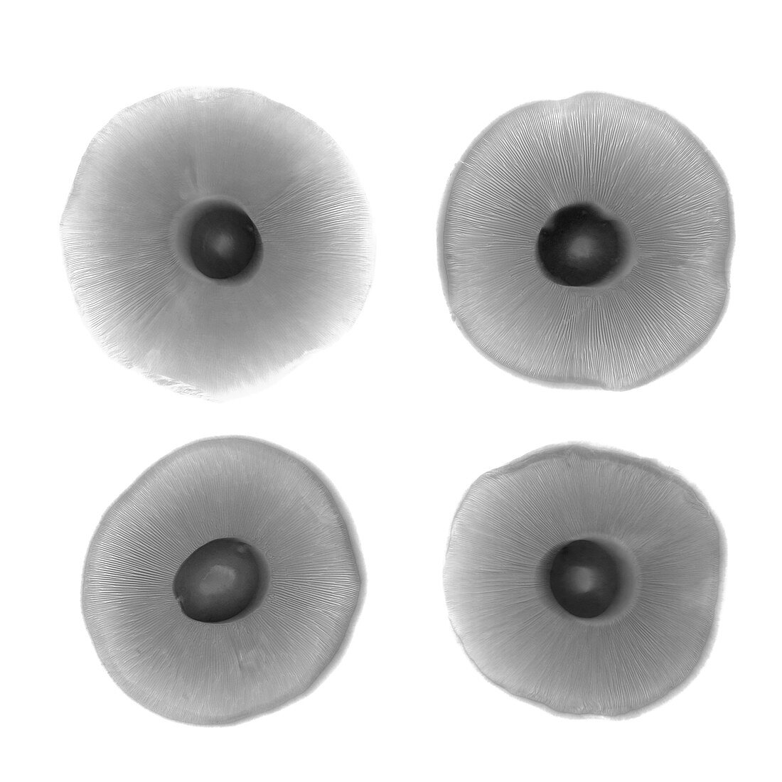 Four mushrooms, X-ray