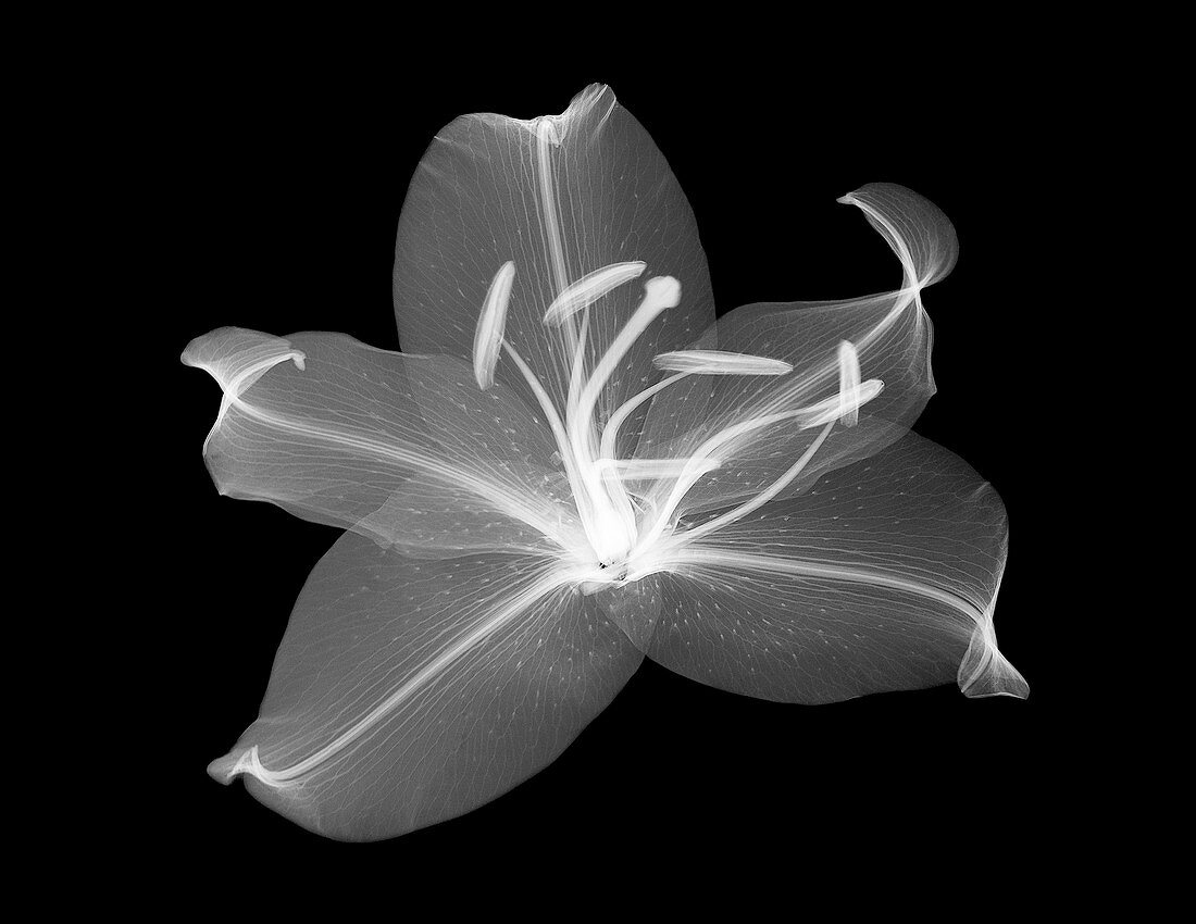Lily (Lilium sp.), X-ray