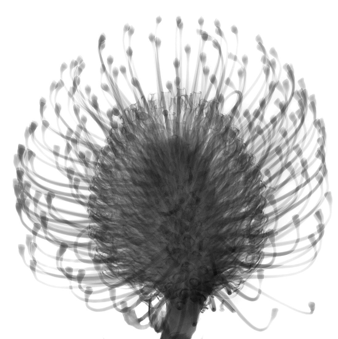 Pincushions (Leucospermum sp.), X-ray