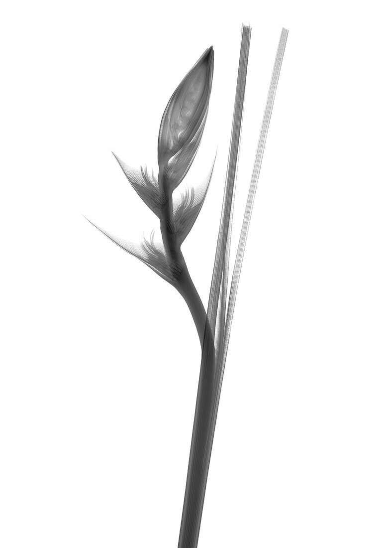 Bird of paradise (Strelitzia sp.), X-ray