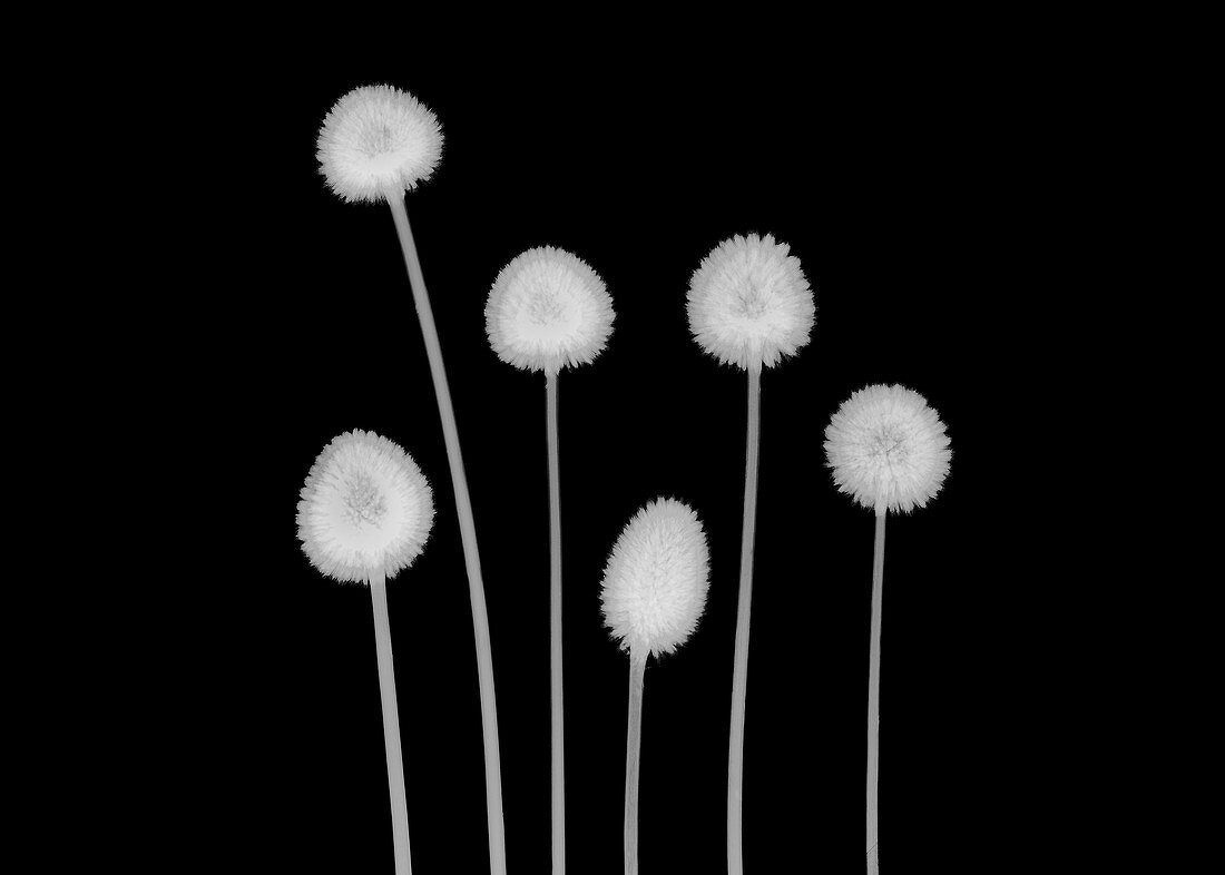 Billy buttons (Craspedia sp.), X-ray