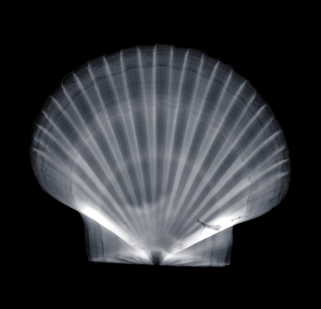 Scallop (Chlamys multistriata), X-ray