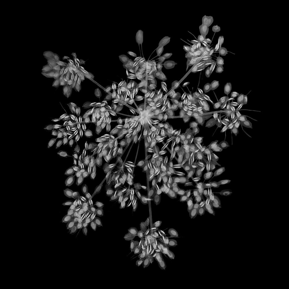 Parsley (Petroselinum crispum), X-ray