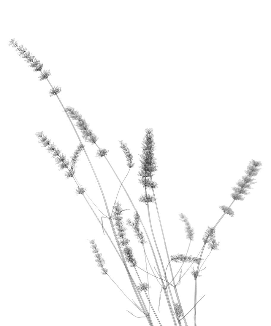 Lavender (Lavandula sp.), X-ray