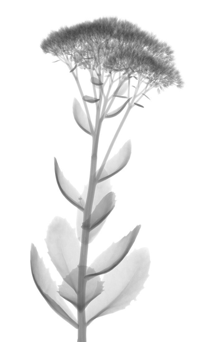 Stonecrop (Sedum sp.), X-ray