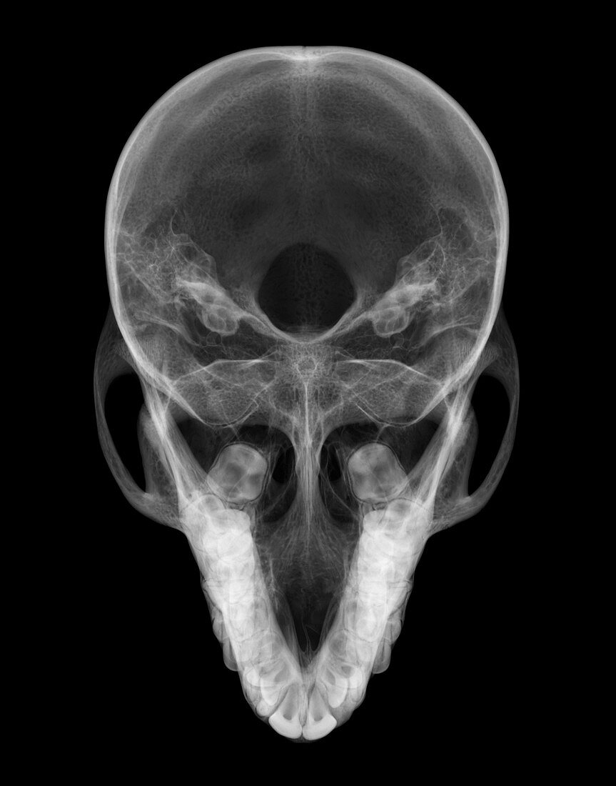 Muskrat skull from above, X-ray