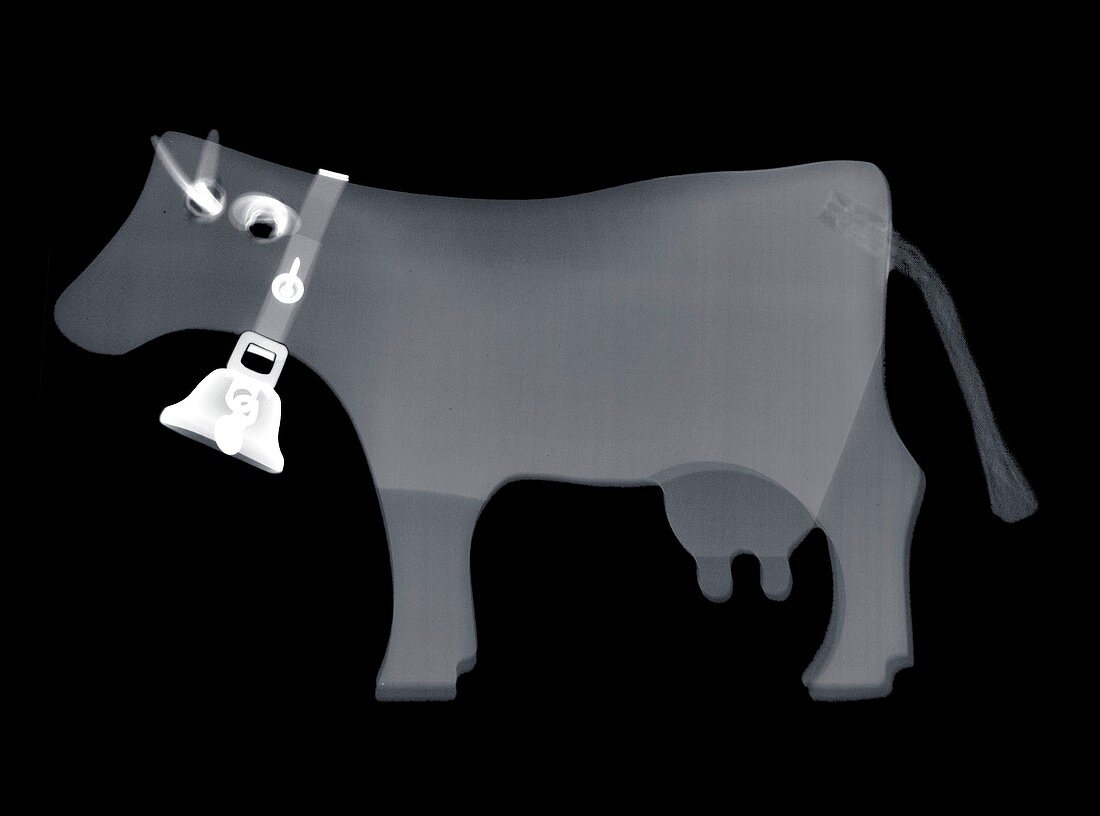 Toy cow, X-ray