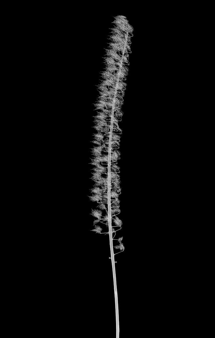 Bugbane (Actaea simplex), X-ray