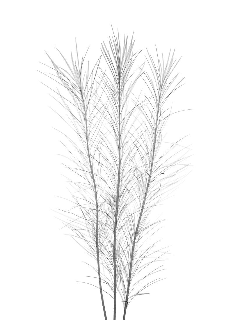 Curry plant (Helichrysum italicum), X-ray