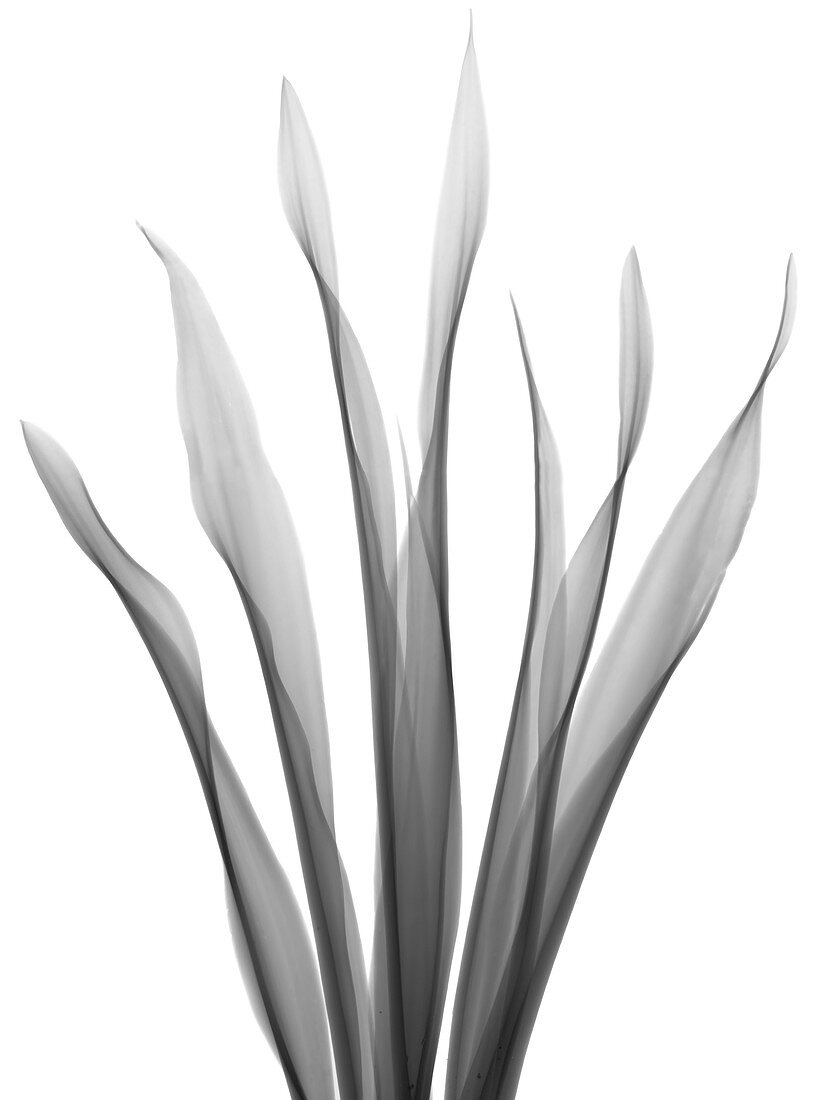Mother in law's tongue (Sansevieria trifasciata), X-ray