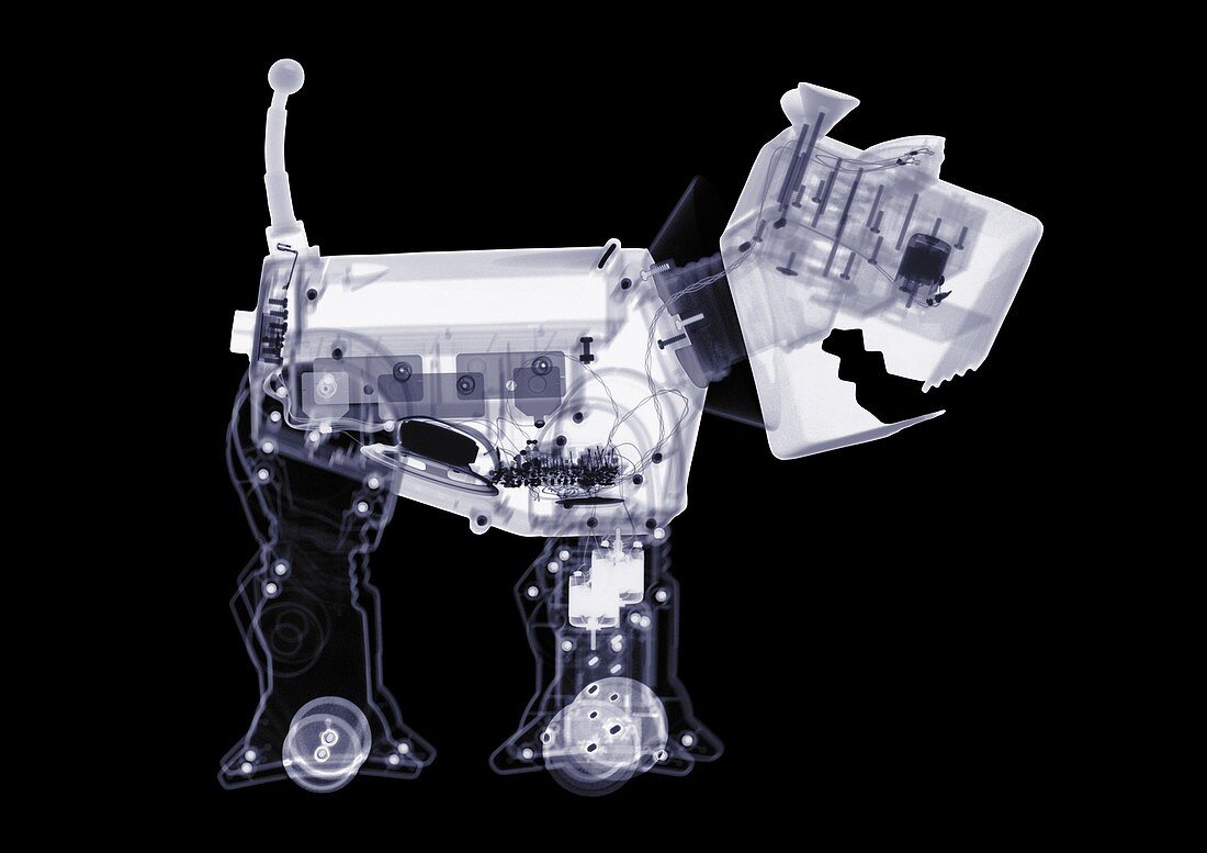 Electronic toy dog, X-ray