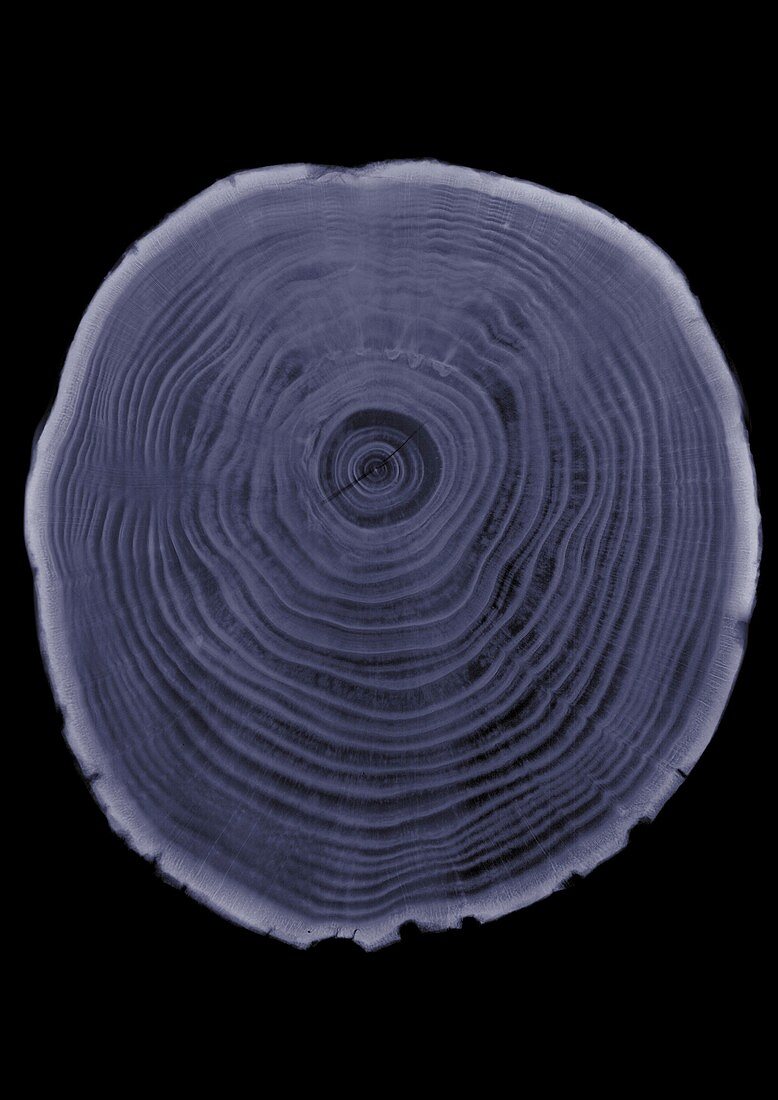 Tree trunk cross section, X-ray