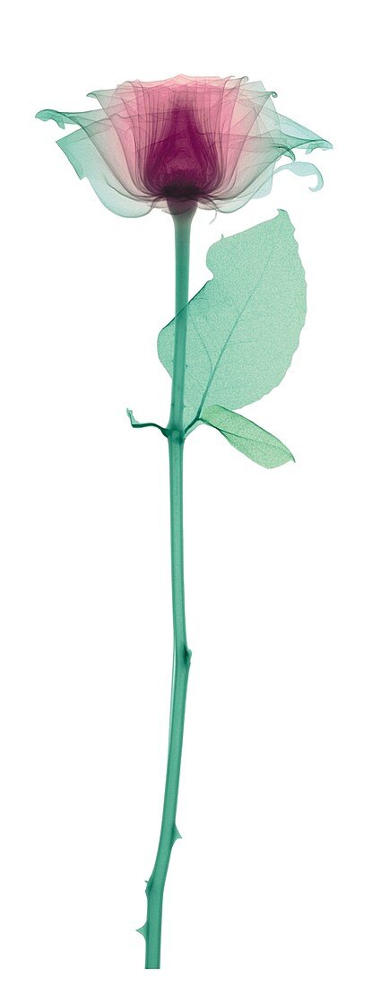 Rose with a long stem and one leaf, X-ray