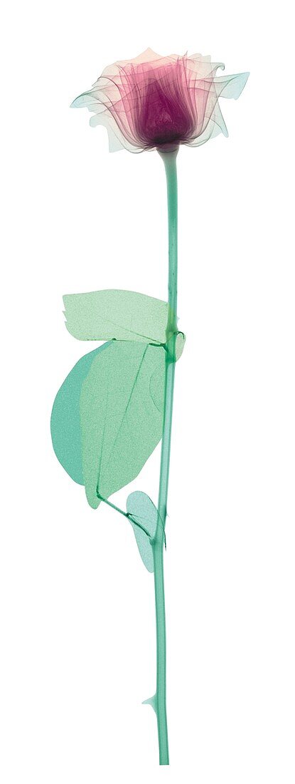 Rose with a long stem and three leaves, X-ray