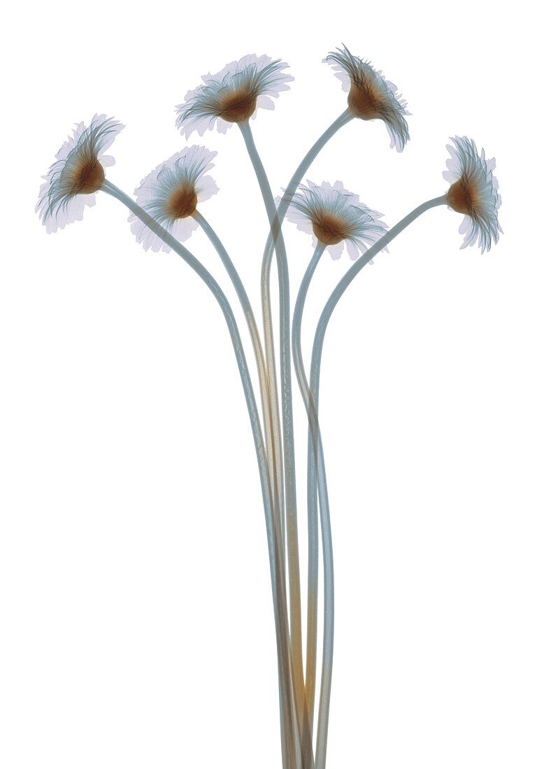 Bundle of daisies, X-ray