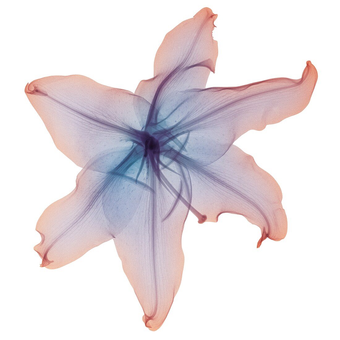 Pink and violet lily blossom, X-ray