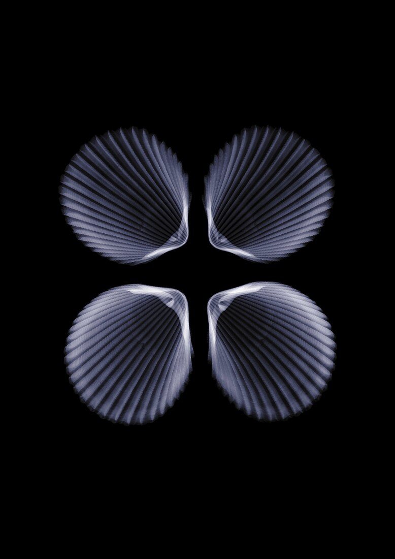 Four shells, X-ray